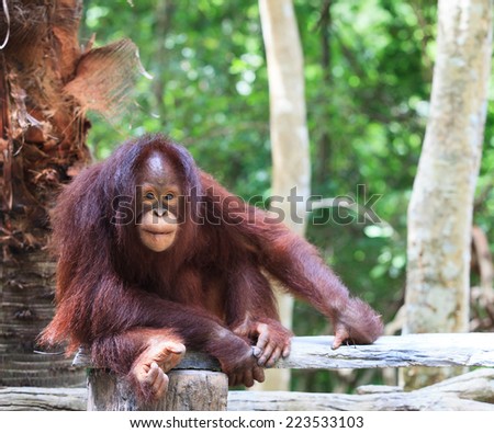 close up full body and face of Borneo Orangutan