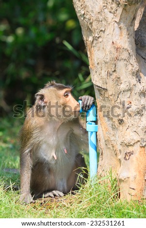 monkey drinking clean water from tube for lovely and animals in wild theme