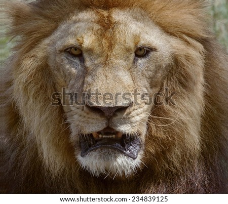 close up face of male lion dangerous african safari animals king of wilderness in swanna field