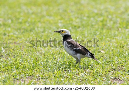 black collared starling birds feeding on green grass field