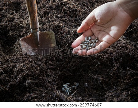 conceptual of hand plant and sunflowers seed in to plantation soil with gardening tool use for growing and planing to future