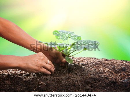 conceptual of hand planting tree seed on dirty soil against beautiful sun light in plantation field use for human activities and future growth