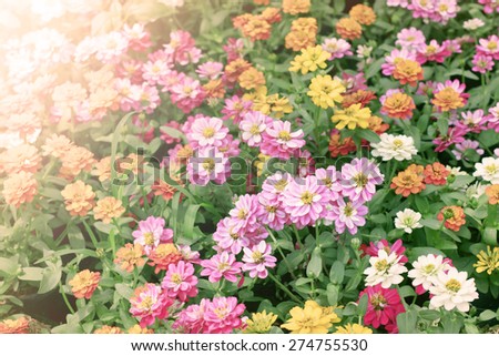 beautiful flowers bed in garden with flare light