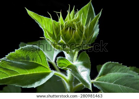 close up beautiful lighting of green sunflowers plant on black background
