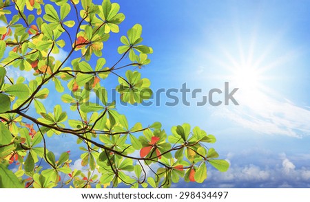 green sea almond leaves and tree branch against sun shining on blue sky
