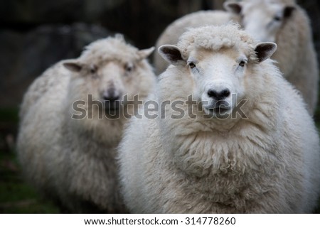 Similar – Image, Stock Photo Flock of sheep, closely packed together