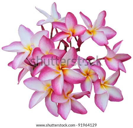group of Frangipani flowers  blooming isolated on white