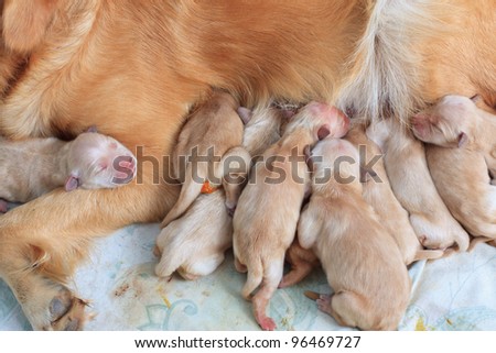 group of first day golden retriever puppies natural shot