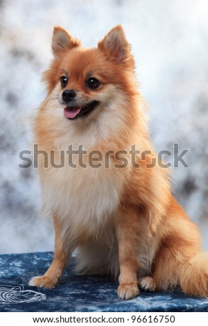 portrait of fox face pomeranian dog in studio light