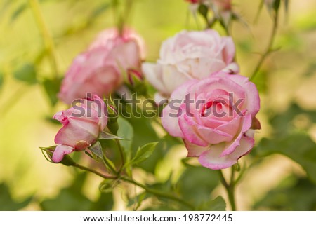 a beautiful branch of roses flowers