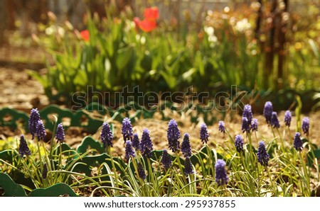 a beautiful purple flowers in the flowerbed