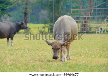 a young brown buffalo grazing grass in a green field