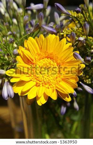 A yellow flower in the sun