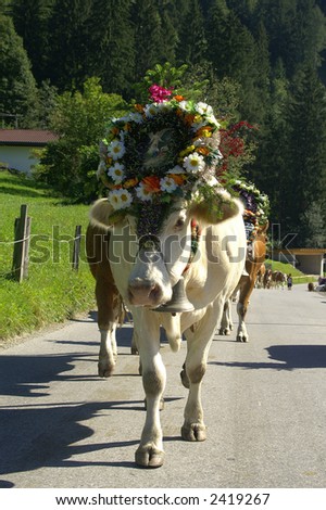 A cow decorated with flowers and religious ornaments walks from its alpine fields (alm) to the farm