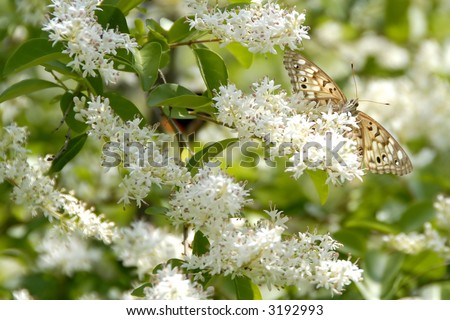 Female Hackberry Emperor Butterfly On Privet Tree Stock Photo 3192993 ...