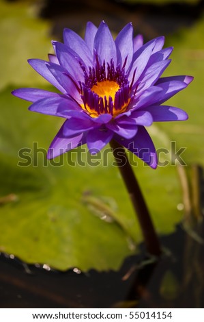 Lotus In Thailand