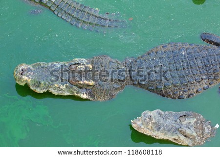 Crocodile multiple sleep in Crocodile farm in Thailand