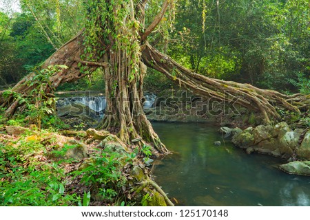 Tropical tree roots and waterfall in a misty forest