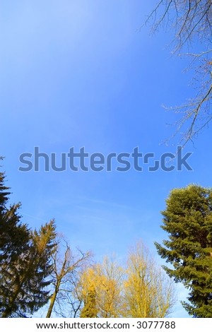 circle of trees with blue sky