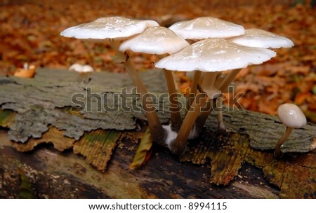 Porcelain fungus on log in autumn scenery