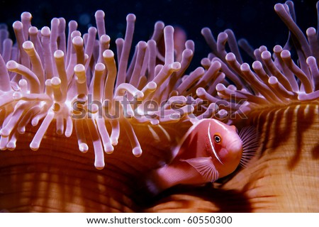 Red indian anemone fish shelter under sea anemone.