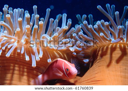Anemone fish swimming under sea anemone shelter