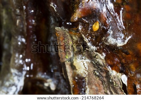 Resin on the pine tree bark photographed with the macro lens