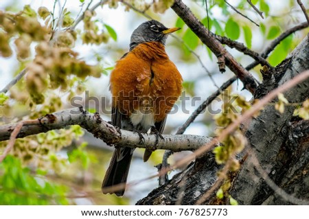 Similar – Image, Stock Photo Robin in a tree