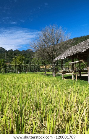 Wooden pavilion surrounding by paddy field