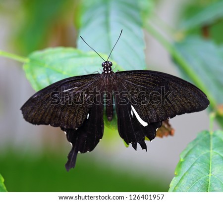 Black butterfly on green leave