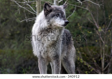 Dominant male grey wolf
