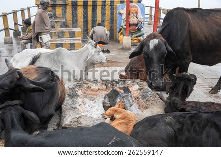 Varanasi, India - 27 January 2015: Cows and dog relaxing on a ghat of Varanasi on India