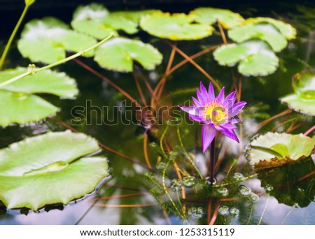 Lotus Flower
