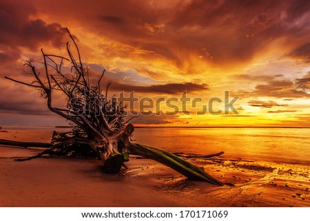 Dead tree trunk on tropical beach in sunset time
