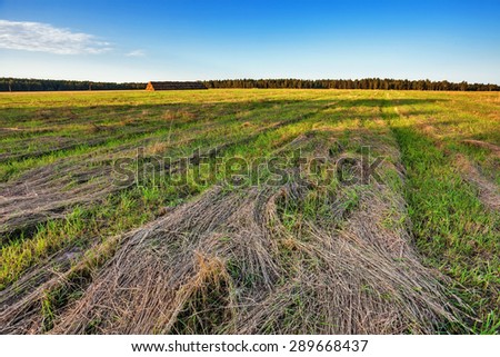 Autumnal field with dry cut grass under blue sky
