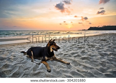 Dog on the beach under sunset sky