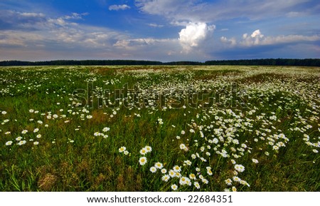 Summer field with camomiles. It is photographed in Russia. 60 kilometers from Moscow. The end of summer.
