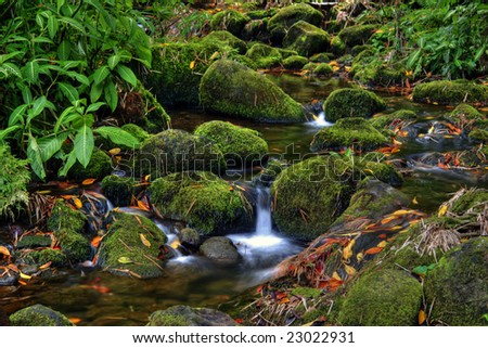 Creek in jungle of Hawaii. Photographed on Big Island. Hawaii. USA