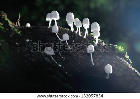 White mushrooms glow in the dark with flare.