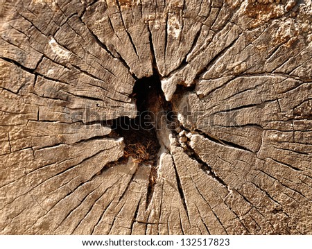 Annual ring (growth ring) of tree texture.