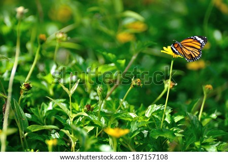 Common tiger butterfly swarms on yellow sulfur cosmos flower in the field.
