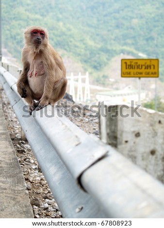 Sad and lonely pregnant monkey sitting near road