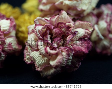 withered flowers over black background