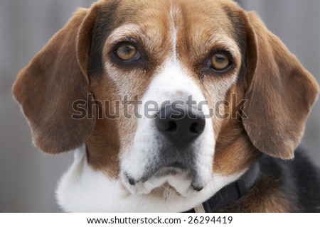 a cute picture of a young beagle