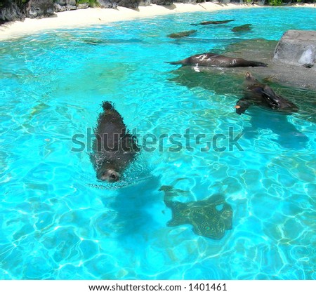 sea lion swimming