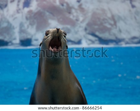 Sea lion with mouth wide open