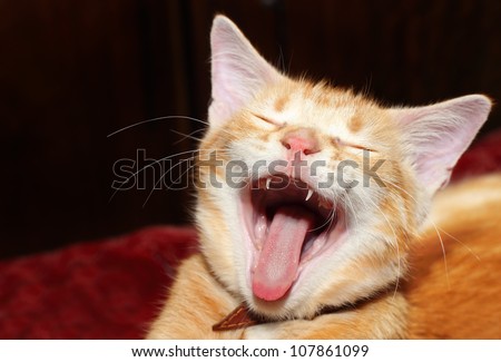 Closeup of a yawning red kitten