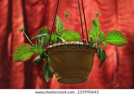 Green episcia flower in hanging ornamental flower pot over red curtain