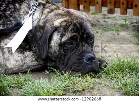 Big dog whit ribbon on neck