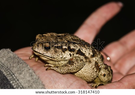 Toad in hand